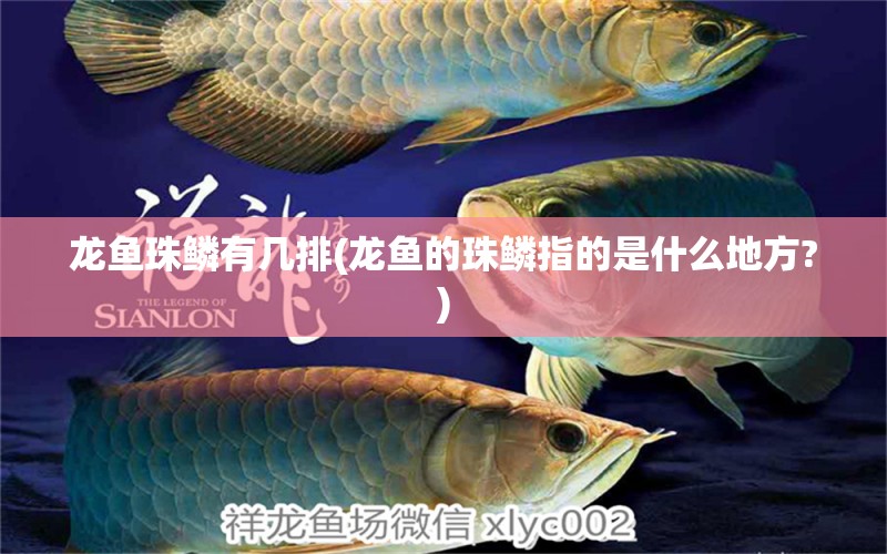 龙鱼珠鳞有几排(龙鱼的珠鳞指的是什么地方?) 祥龙鱼场品牌产品 第1张