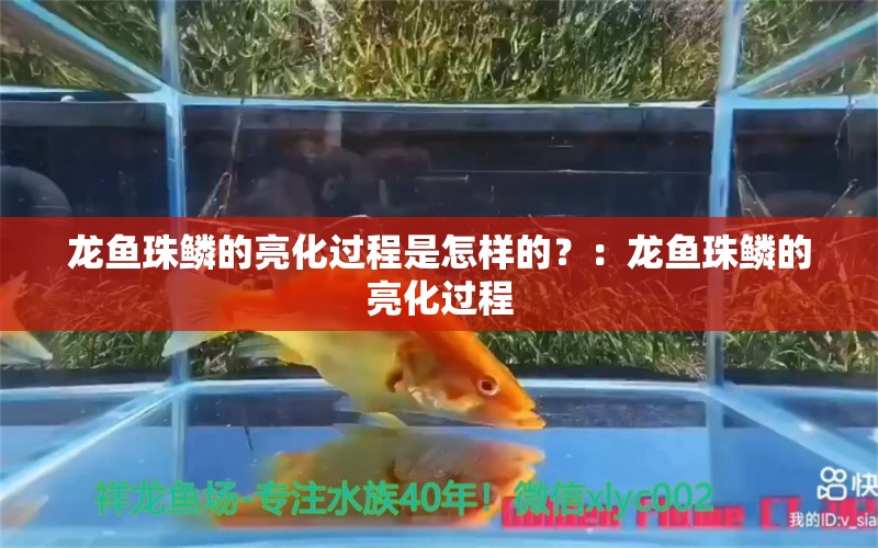 龙鱼珠鳞的亮化过程是怎样的？：龙鱼珠鳞的亮化过程