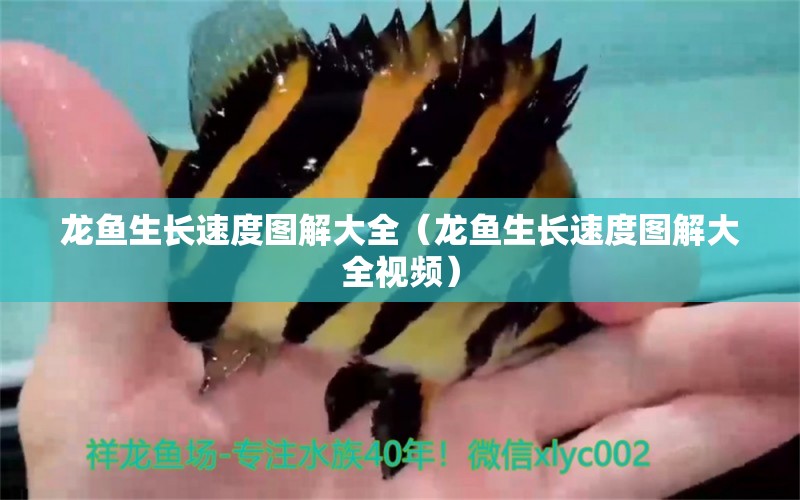 龙鱼生长速度图解大全（龙鱼生长速度图解大全视频） 祥龙水族医院