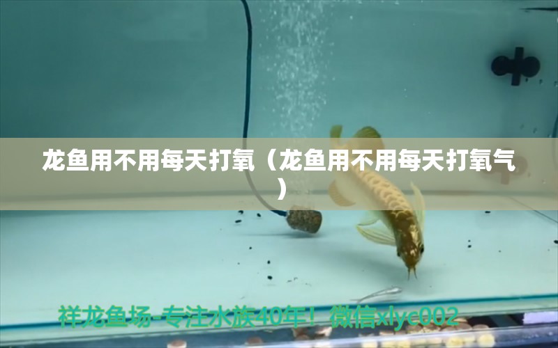 龙鱼用不用每天打氧（龙鱼用不用每天打氧气） 祥龙水族医院