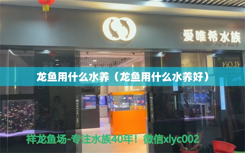 龙鱼用什么水养（龙鱼用什么水养好）