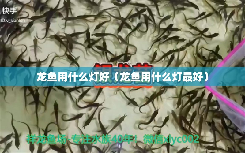 龙鱼用什么灯好（龙鱼用什么灯最好）