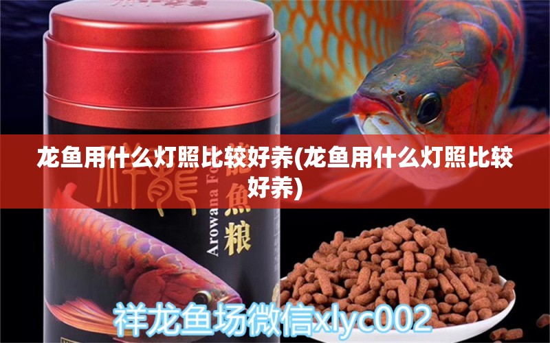 龙鱼用什么灯照比较好养(龙鱼用什么灯照比较好养) 孵化器