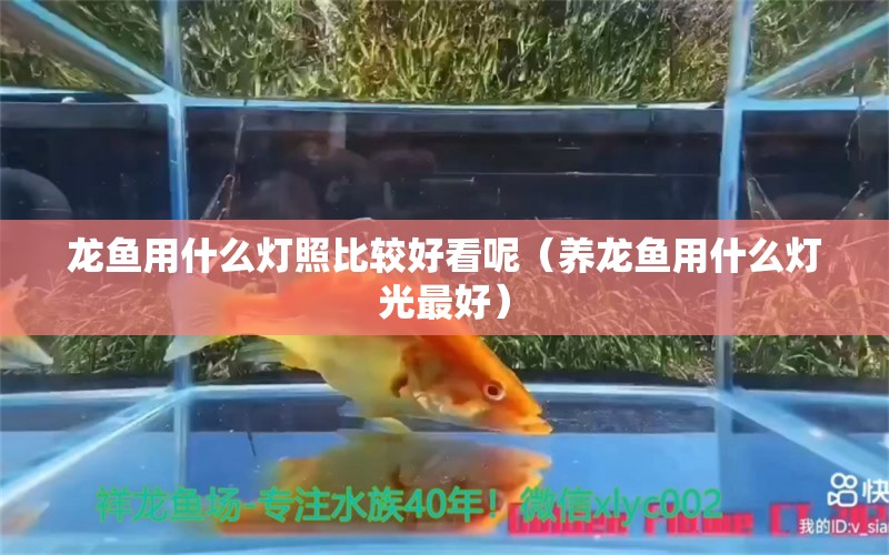 龙鱼用什么灯照比较好看呢（养龙鱼用什么灯光最好）