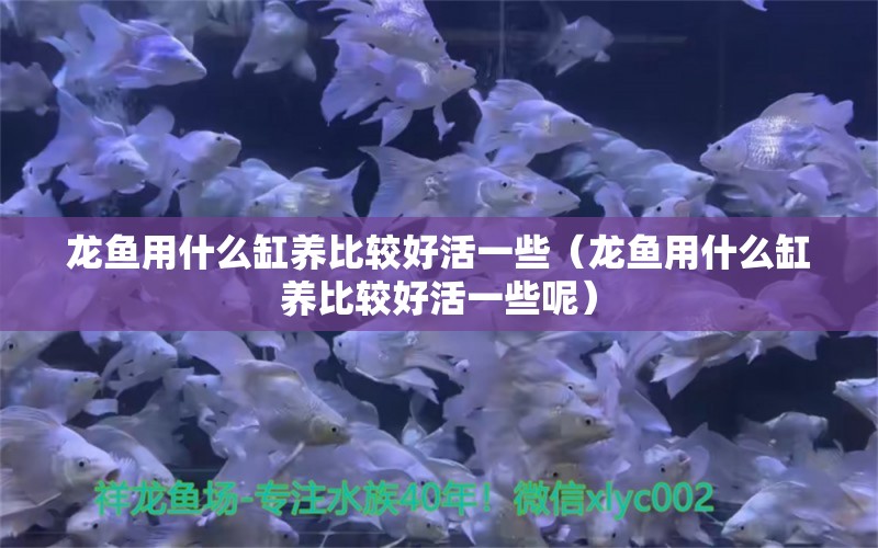 龙鱼用什么缸养比较好活一些（龙鱼用什么缸养比较好活一些呢）