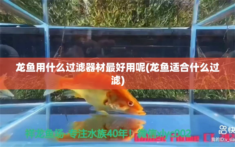 龙鱼用什么过滤器材最好用呢(龙鱼适合什么过滤) 成吉思汗鲨（球鲨）鱼