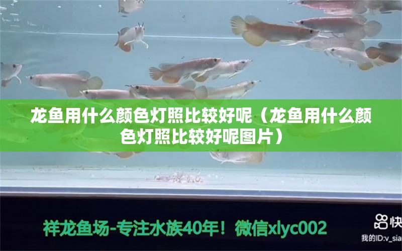 龙鱼用什么颜色灯照比较好呢（龙鱼用什么颜色灯照比较好呢图片）