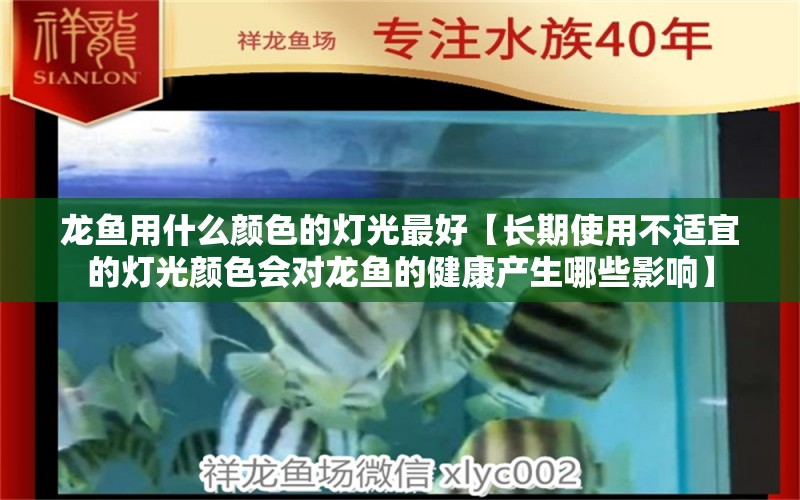 龙鱼用什么颜色的灯光最好【长期使用不适宜的灯光颜色会对龙鱼的健康产生哪些影响】 水族问答 第1张