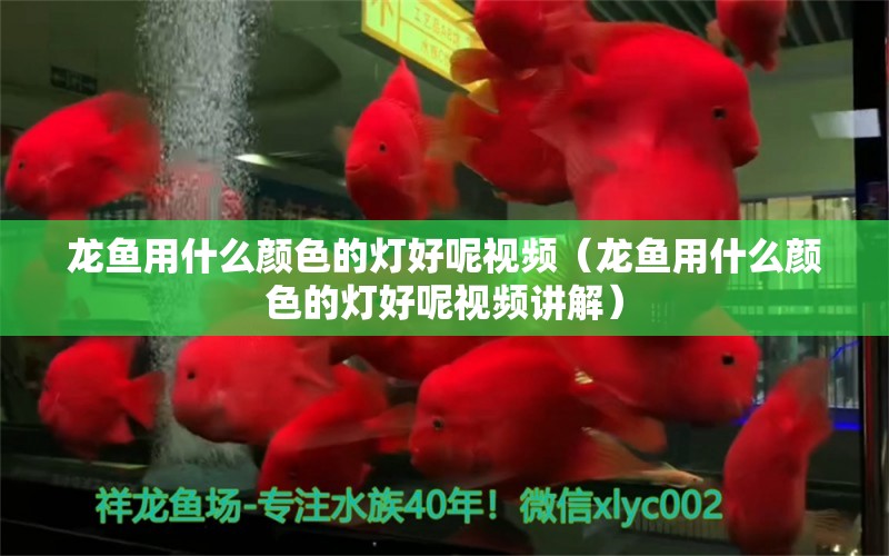 龙鱼用什么颜色的灯好呢视频（龙鱼用什么颜色的灯好呢视频讲解） 广州龙鱼批发市场