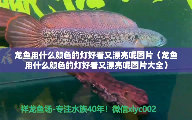 龙鱼用什么颜色的灯好看又漂亮呢图片（龙鱼用什么颜色的灯好看又漂亮呢图片大全） 广州龙鱼批发市场