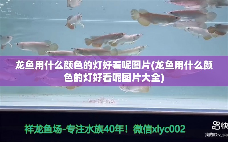 龙鱼用什么颜色的灯好看呢图片(龙鱼用什么颜色的灯好看呢图片大全)