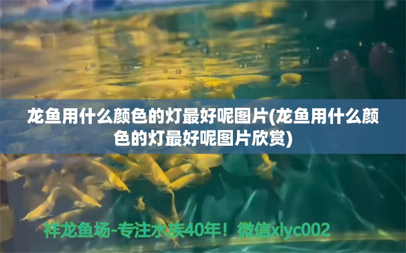 龙鱼用什么颜色的灯最好呢图片(龙鱼用什么颜色的灯最好呢图片欣赏)