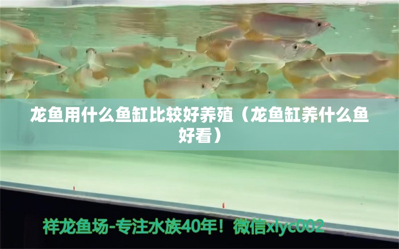 龙鱼用什么鱼缸比较好养殖（龙鱼缸养什么鱼好看） 银龙鱼苗