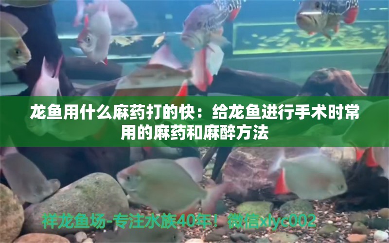 龙鱼用什么麻药打的快：给龙鱼进行手术时常用的麻药和麻醉方法