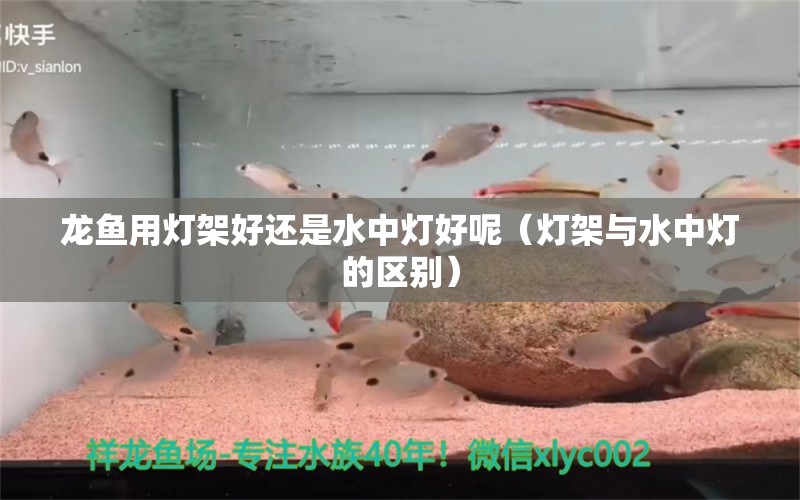 龙鱼用灯架好还是水中灯好呢（灯架与水中灯的区别） 水族问答 第1张