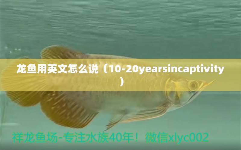 龙鱼用英文怎么说（10-20yearsincaptivity） 水族问答 第1张