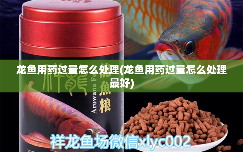 龙鱼用药过量怎么处理(龙鱼用药过量怎么处理最好) 其他益生菌 第1张