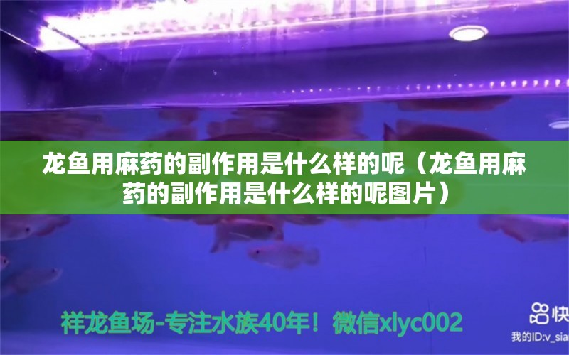 龙鱼用麻药的副作用是什么样的呢（龙鱼用麻药的副作用是什么样的呢图片） 龙鱼麻药（祥龙Nika）