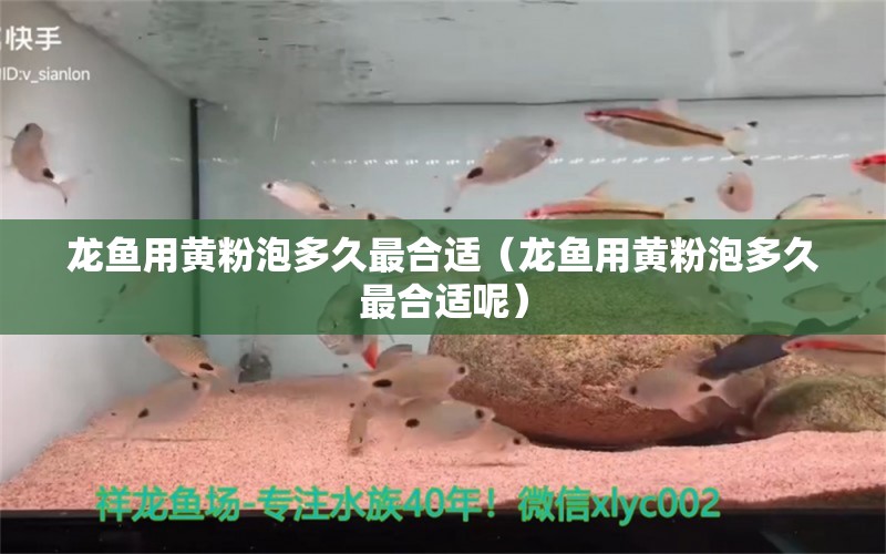 龙鱼用黄粉泡多久最合适（龙鱼用黄粉泡多久最合适呢）