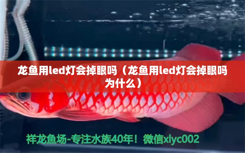 龙鱼用led灯会掉眼吗（龙鱼用led灯会掉眼吗为什么） 广州龙鱼批发市场
