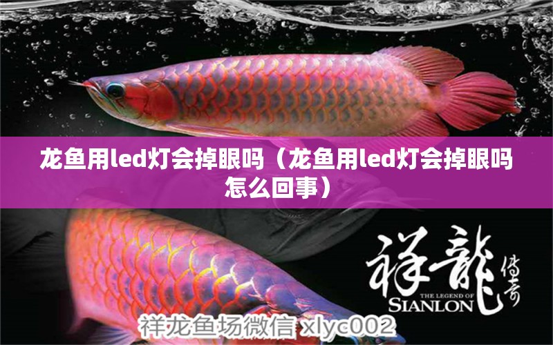 龙鱼用led灯会掉眼吗（龙鱼用led灯会掉眼吗怎么回事）