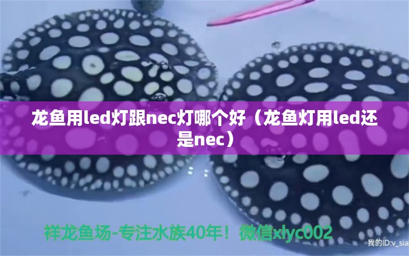 龙鱼用led灯跟nec灯哪个好（龙鱼灯用led还是nec）