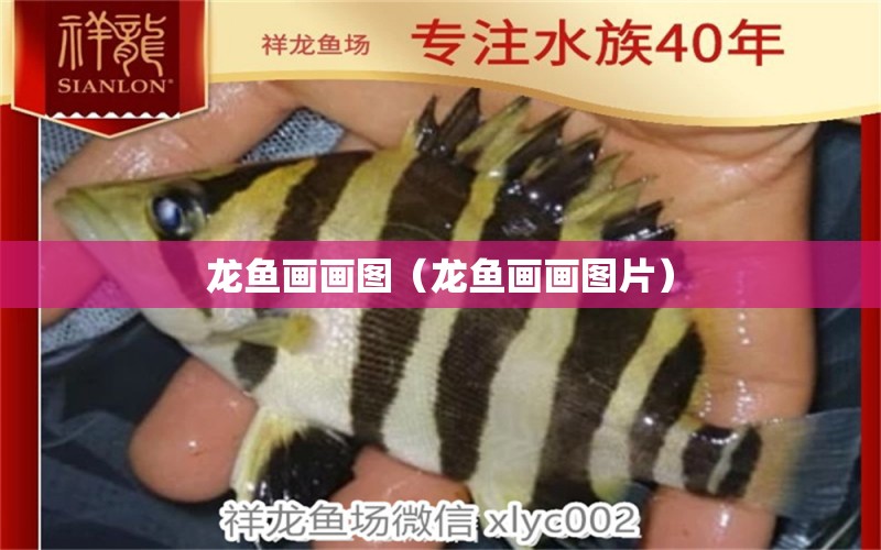 龙鱼画画图（龙鱼画画图片） 广州龙鱼批发市场