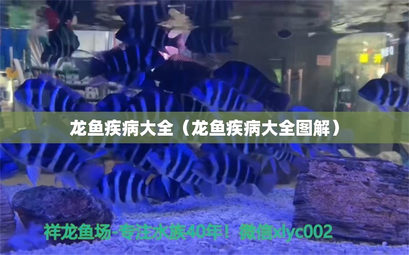 龙鱼疾病大全（龙鱼疾病大全图解） 龙鱼疾病与治疗