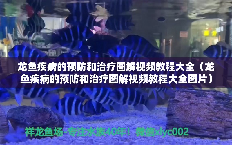 龙鱼疾病的预防和治疗图解视频教程大全（龙鱼疾病的预防和治疗图解视频教程大全图片） 龙鱼疾病与治疗