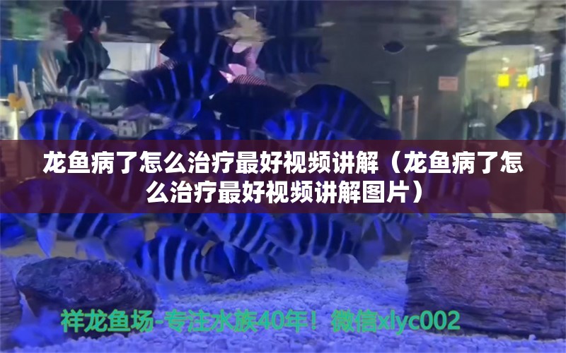 龙鱼病了怎么治疗最好视频讲解（龙鱼病了怎么治疗最好视频讲解图片） 龙鱼疾病与治疗