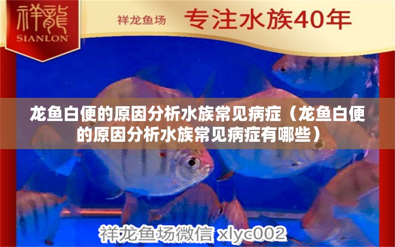 龙鱼白便的原因分析水族常见病症（龙鱼白便的原因分析水族常见病症有哪些） 广州龙鱼批发市场