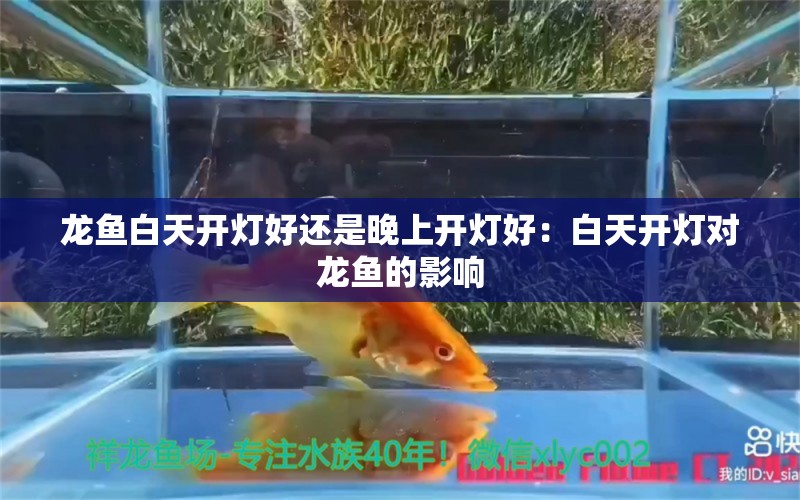 龙鱼白天开灯好还是晚上开灯好：白天开灯对龙鱼的影响