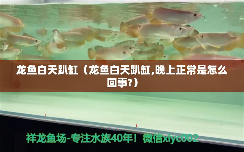 龙鱼白天趴缸（龙鱼白天趴缸,晚上正常是怎么回事?） 祥龙水族医院