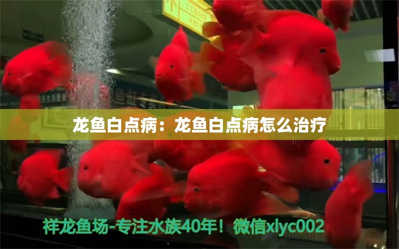 龙鱼白点病：龙鱼白点病怎么治疗