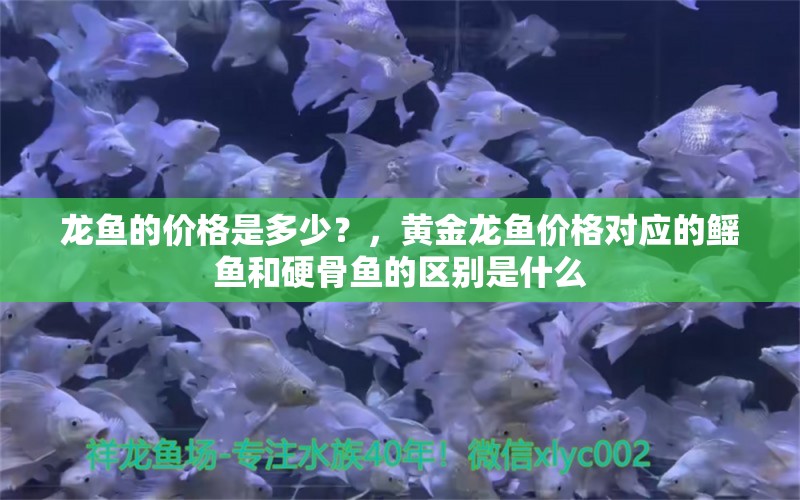 龙鱼的价格是多少？，黄金龙鱼价格对应的鳐鱼和硬骨鱼的区别是什么