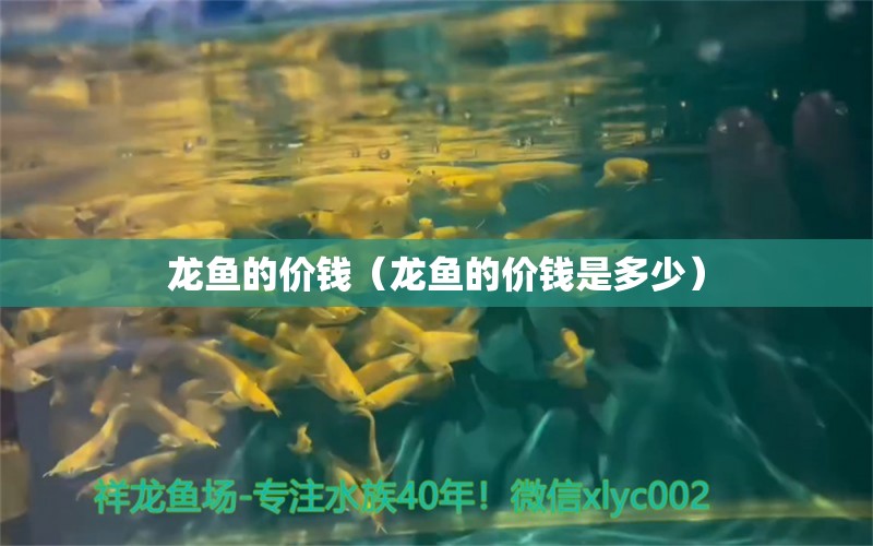 龙鱼的价钱（龙鱼的价钱是多少）