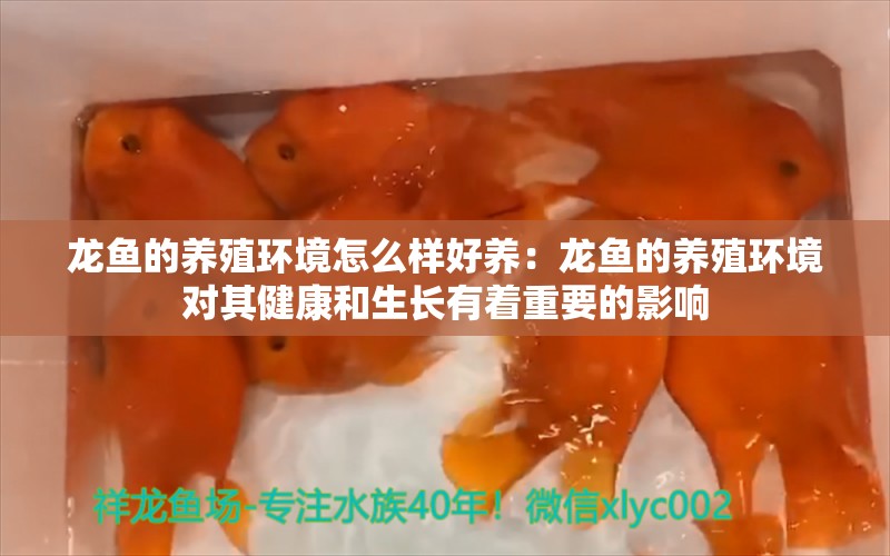 龙鱼的养殖环境怎么样好养：龙鱼的养殖环境对其健康和生长有着重要的影响 龙鱼百科 第2张