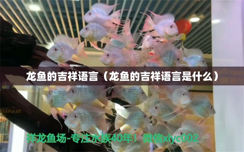 龙鱼的吉祥语言（龙鱼的吉祥语言是什么） 祥龙水族医院