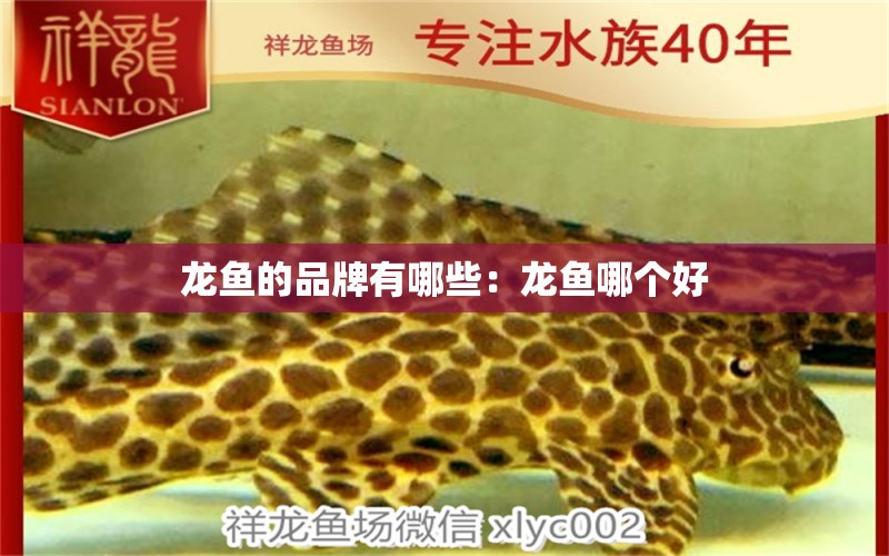龙鱼的品牌有哪些：龙鱼哪个好 广州龙鱼批发市场