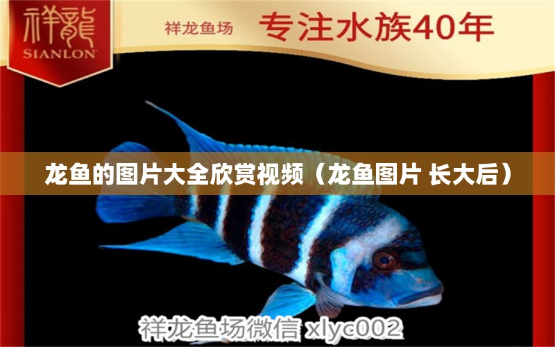 龙鱼的图片大全欣赏视频（龙鱼图片 长大后） 水族灯（鱼缸灯）