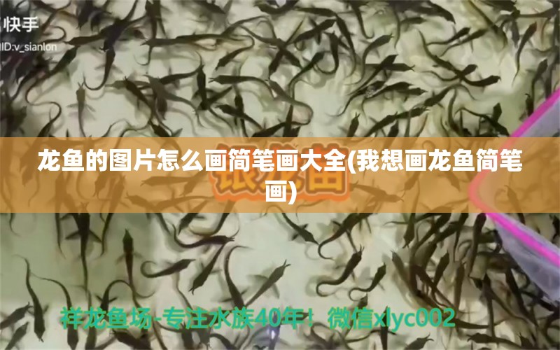 龙鱼的图片怎么画简笔画大全(我想画龙鱼简笔画) 成吉思汗鲨（球鲨）鱼 第1张