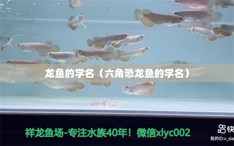 龙鱼的学名（六角恐龙鱼的学名）