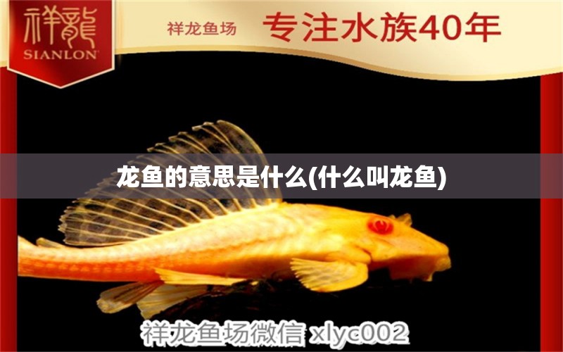 龙鱼的意思是什么(什么叫龙鱼) 观赏鱼水族批发市场