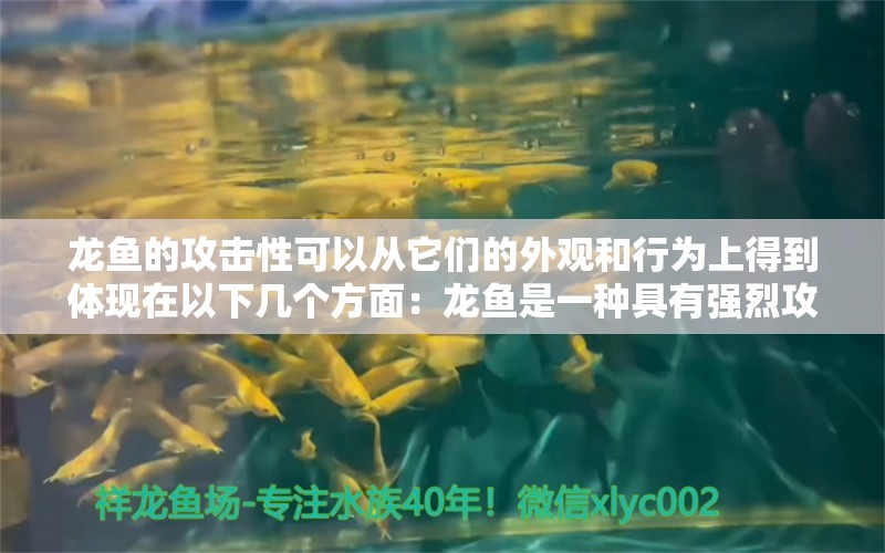 龙鱼的攻击性可以从它们的外观和行为上得到体现在以下几个方面：龙鱼是一种具有强烈攻击性的鱼类 龙鱼百科 第2张