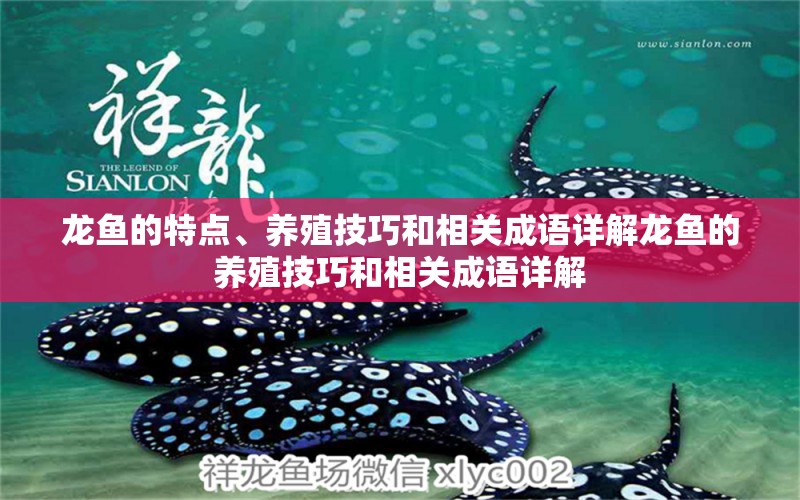 龙鱼的特点、养殖技巧和相关成语详解龙鱼的养殖技巧和相关成语详解