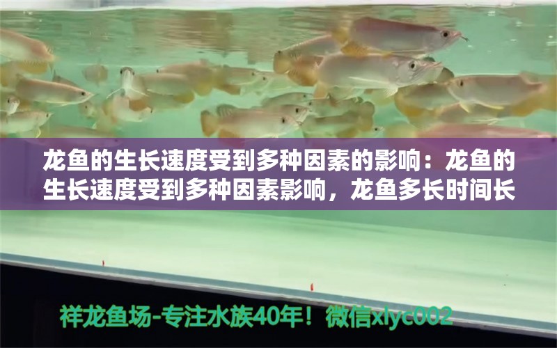 龙鱼的生长速度受到多种因素的影响：龙鱼的生长速度受到多种因素影响，龙鱼多长时间长大 龙鱼百科 第2张