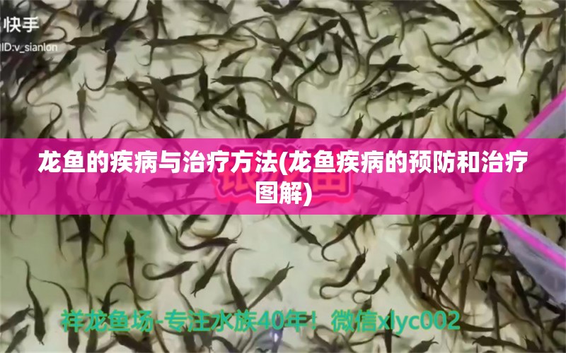 龙鱼的疾病与治疗方法(龙鱼疾病的预防和治疗图解) 龙鱼疾病与治疗