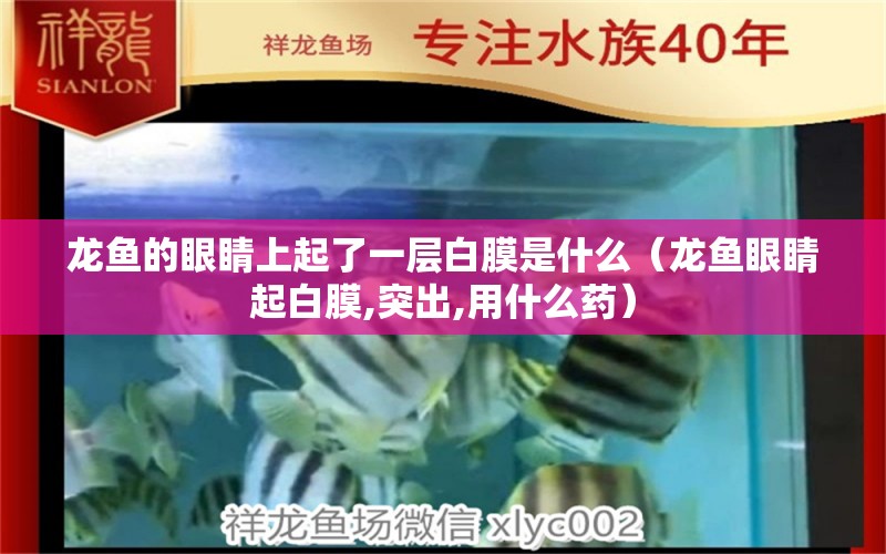 龙鱼的眼睛上起了一层白膜是什么（龙鱼眼睛起白膜,突出,用什么药）