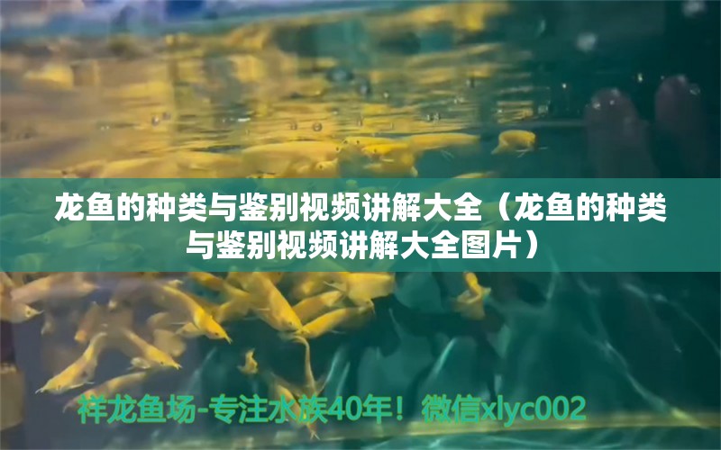 龙鱼的种类与鉴别视频讲解大全（龙鱼的种类与鉴别视频讲解大全图片） 龙鱼疾病与治疗