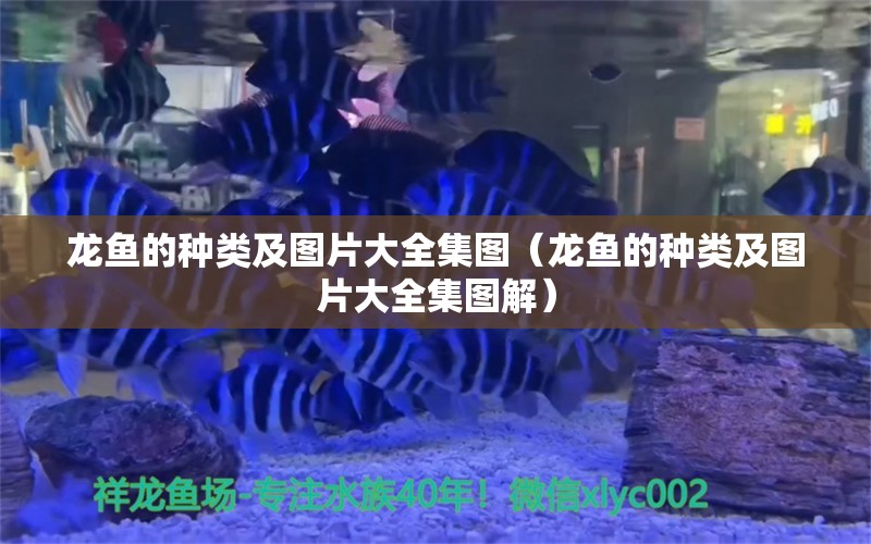 龙鱼的种类及图片大全集图（龙鱼的种类及图片大全集图解）